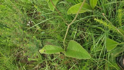 Berkheya speciosa, photographed by Aaliyah Motala