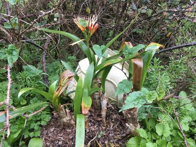 Clivia miniata, photographed by Jon Sullivan