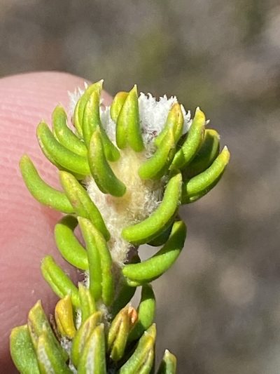 Phylica laevis, photographed by Dave U