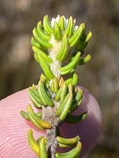 Phylica laevis, photographed by Dave U