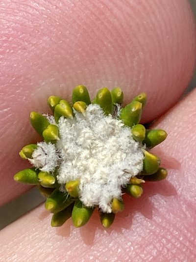 Phylica laevis, photographed by Dave U