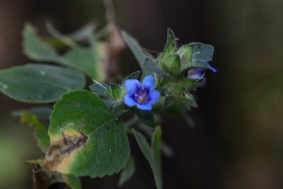 Strobilanthes pavala, photographed by S.MORE