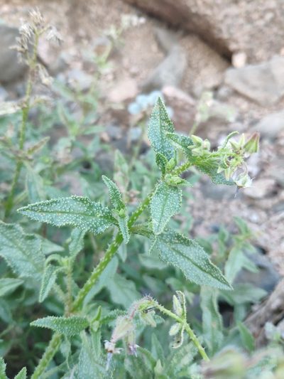 Trichodesma africanum, photographed by Denys Vynokurov