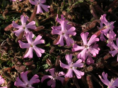 Saponaria sicula, photographed by Yves Bas