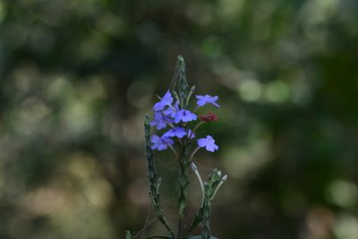 Eranthemum roseum, photographed by S.MORE