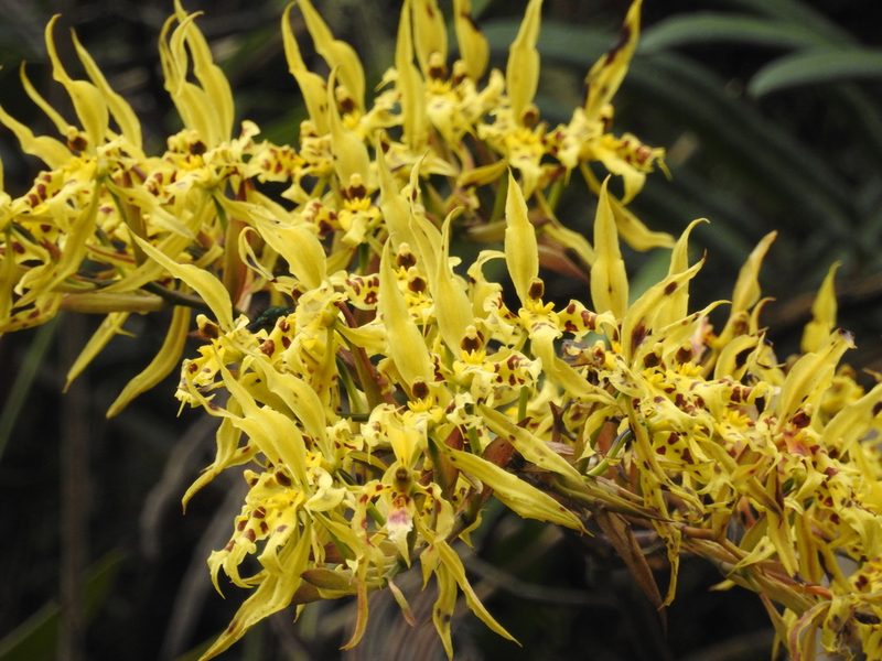 Cyrtochilum pardinum, photographed by Tristan Jobin