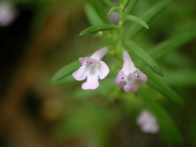 Micromeria graeca, photographed by Yves Bas