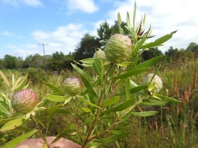 Leucadendron conicum, photographed by Matthew Fainman