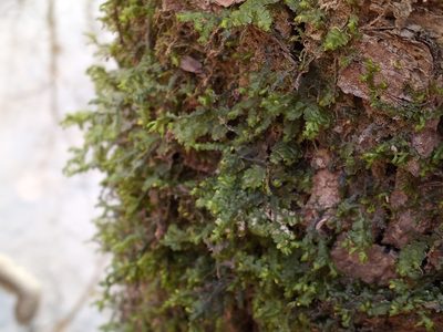 Porella pinnata, photographed by Anna Hess