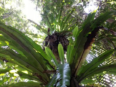 Asplenium mauritianum, photographed by bat (Maria Vorontsova)