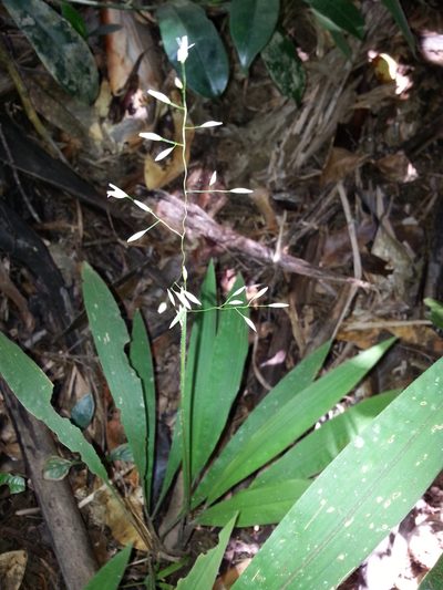 Maltebrunia leersioides, photographed by bat (Maria Vorontsova)