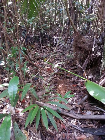 Maltebrunia leersioides, photographed by bat (Maria Vorontsova)