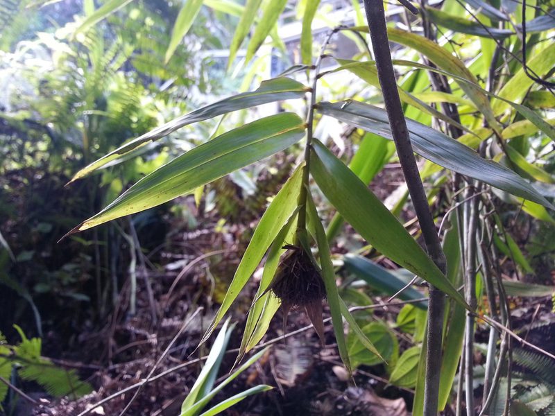Sokinochloa viguieri, photographed by bat (Maria Vorontsova)