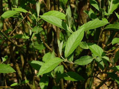 Callicarpa tikusikensis, photographed by Jacy Chen