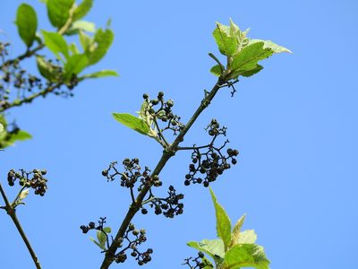 Callicarpa tikusikensis, photographed by Jacy Chen