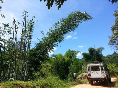Dendrocalamus giganteus, photographed by bat (Maria Vorontsova)