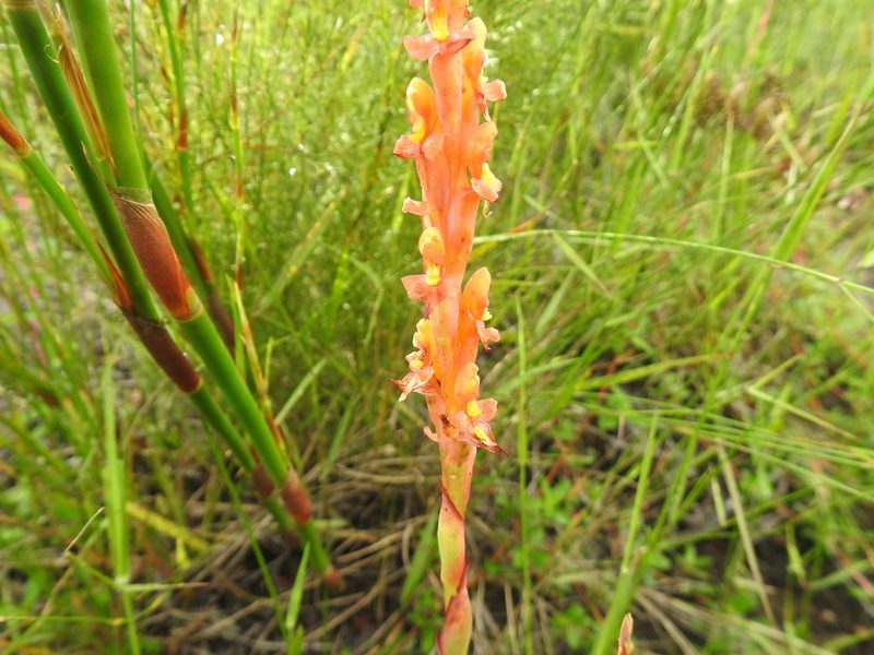 Disa chrysostachya, photographed by Matthew Fainman
