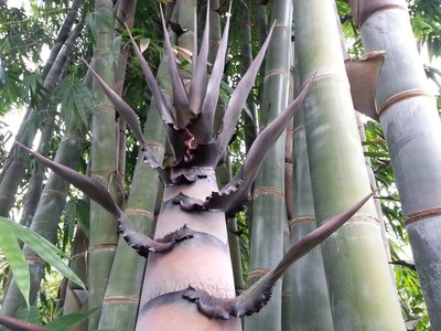Dendrocalamus giganteus, photographed by bat (Maria Vorontsova)