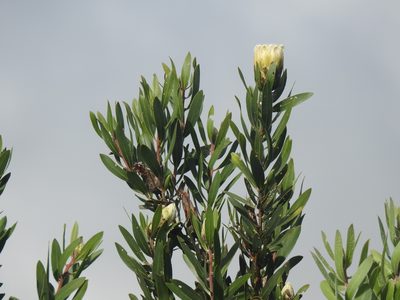 Protea mundii, photographed by Matthew Fainman