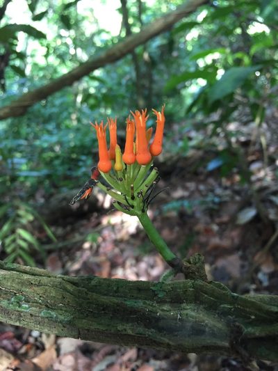 Gurania tubulosa, photographed by My-Lan Le