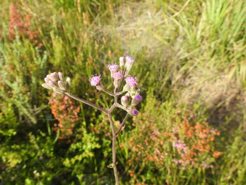 Senecio erubescens, photographed by Matthew Fainman