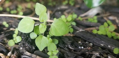 Parietaria floridana, photographed by chloe ⋆˚꩜｡