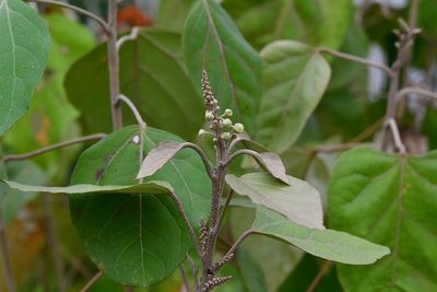 Croton guatemalensis, photographed by Neptalí Ramírez Marcial