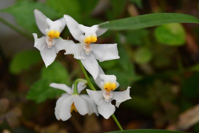Cuitlauzina pulchella, photographed by Neptalí Ramírez Marcial