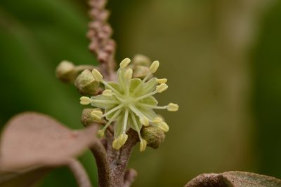 Croton guatemalensis, photographed by Neptalí Ramírez Marcial