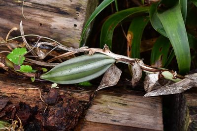 Stanhopea graveolens, photographed by Neptalí Ramírez Marcial