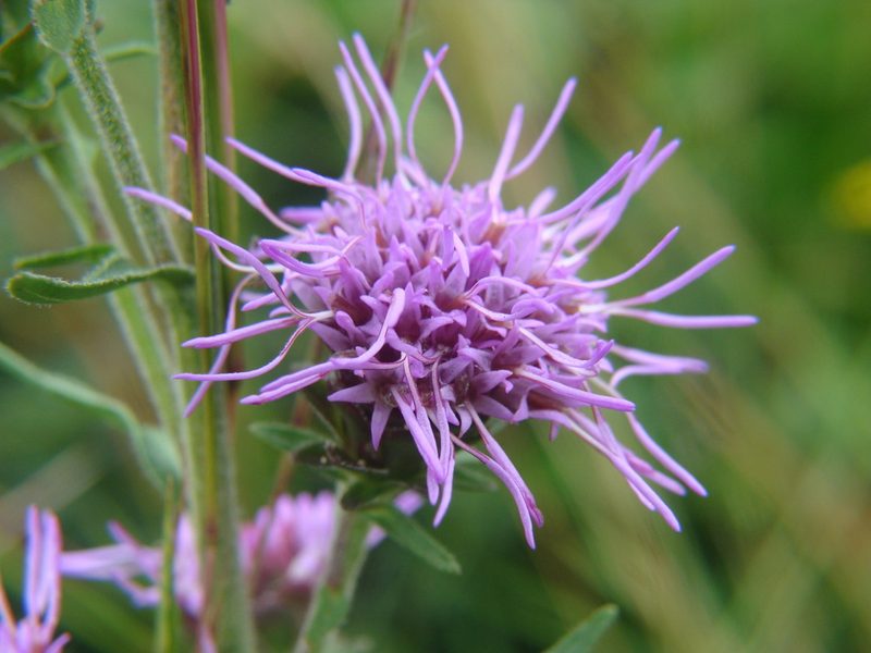 Liatris borealis, photographed by Maria