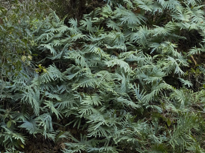 Phlebodium pseudoaureum, photographed by Manuel Ortiz