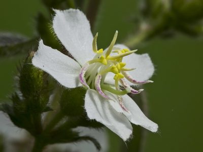 Chaetogastra ciliaris, photographed by Manuel Ortiz