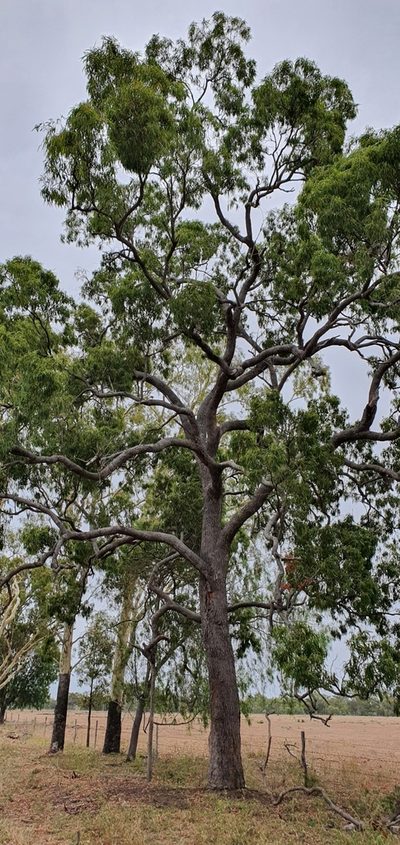 Corymbia clarksoniana, photographed by Bethlea Bell