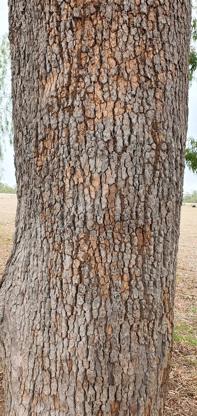 Corymbia clarksoniana, photographed by Bethlea Bell