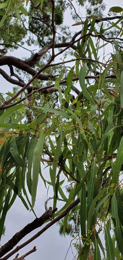 Corymbia clarksoniana, photographed by Bethlea Bell
