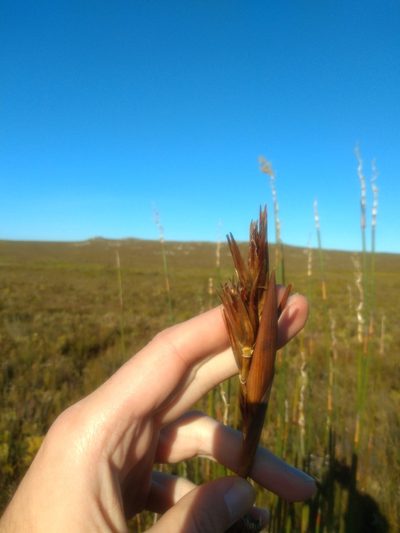 Ceratocaryum argenteum, photographed by Seth Musker