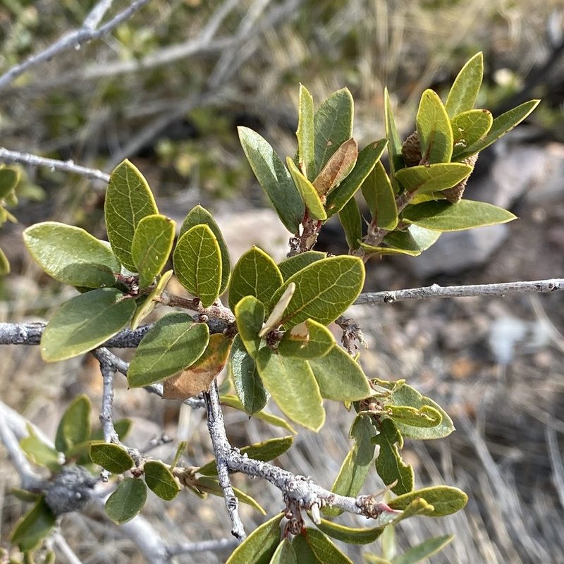 Quercus toumeyi, photographed by Sue Carnahan