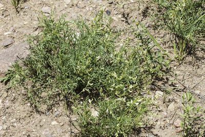 Astragalus multiflorus, photographed by Craig Martin