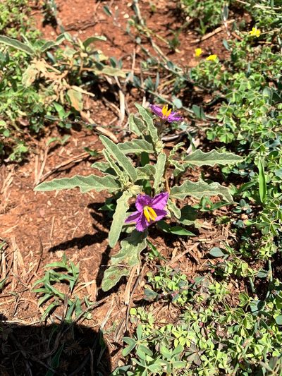 Solanum esuriale, photographed by Lukas Clews