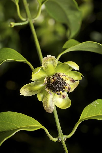 Austrobaileya scandens, photographed by garywwilson