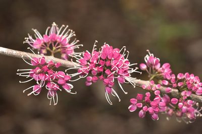Melicope rubra, photographed by garywwilson