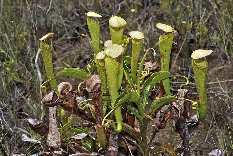 Nepenthes tenax, photographed by garywwilson