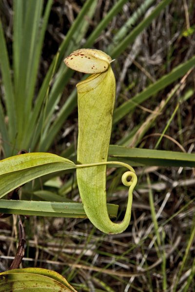Nepenthes tenax, photographed by garywwilson