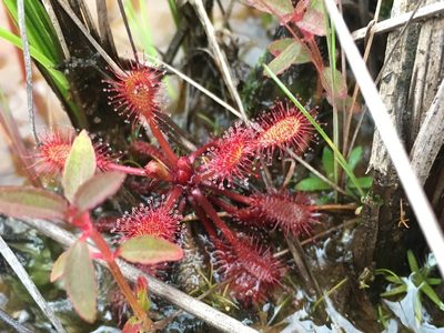 Drosera communis, photographed by Jean Martins