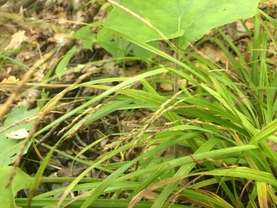 Carex debilis, photographed by Étienne Lacroix-Carignan