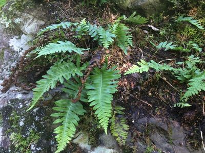 Polypodium appalachianum, photographed by Étienne Lacroix-Carignan