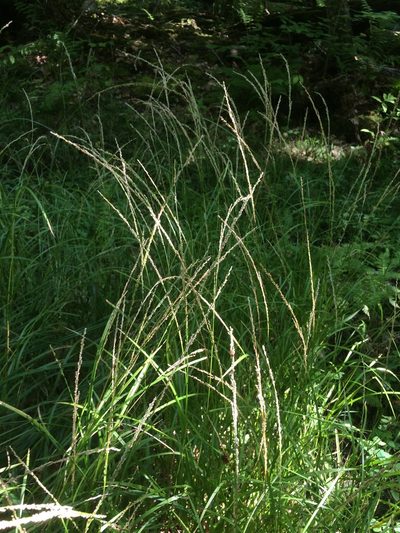 Glyceria melicaria, photographed by Étienne Lacroix-Carignan