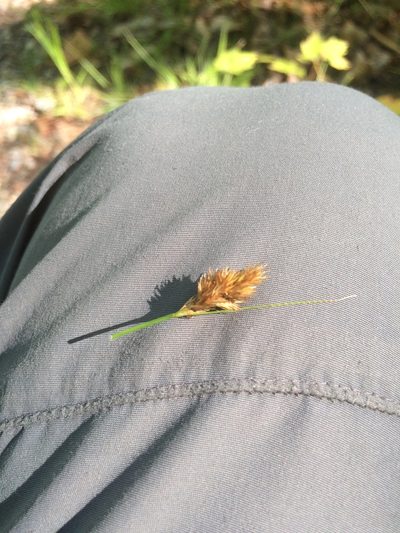 Carex crawfordii, photographed by Étienne Lacroix-Carignan