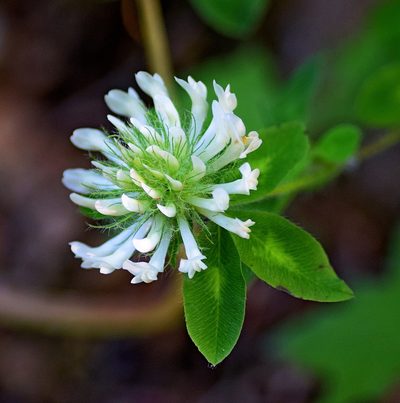 Trifolium pignantii, photographed by Kostas Zontanos